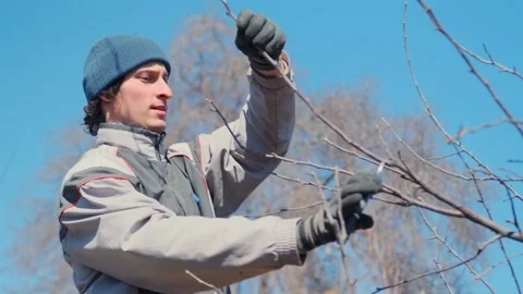 Instructor pruning branches, Man carefully trimming winter trees, Worker cutting Stock Footage 331280392