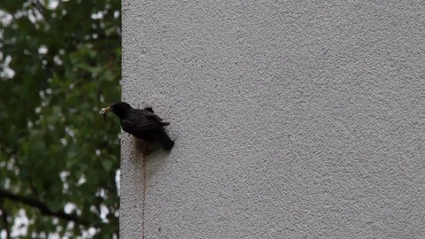Insulation starling Stock Footage 90968089