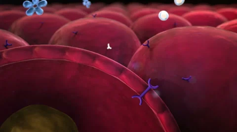 Insulin and human cell Vidéo 60057158