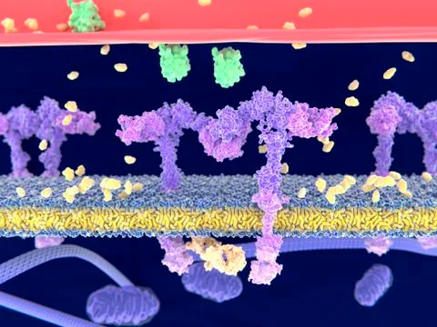 Insulin binding to insulin receptor Stock Illustration