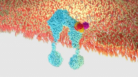 Insulin Binding to Receptor 3D Medical Animation – Cellular Signaling Stock Footage 344400426
