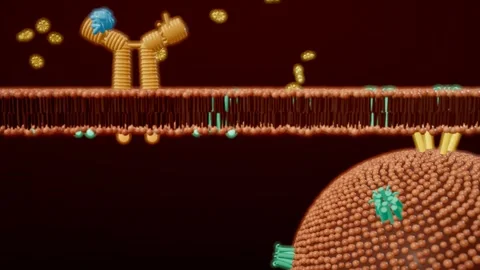 Insulin binding receptor and glucose entering cell through membrane transpor Stock Footage 344633756