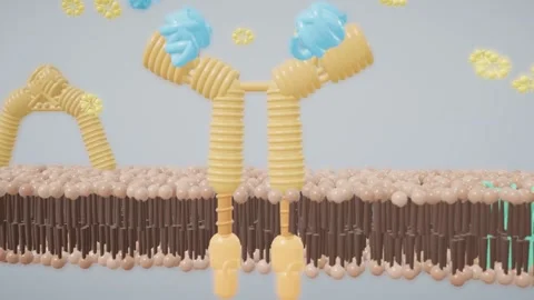 Insulin docking into receptor and folding it from v shape into t shape loop Stock Footage 344633753