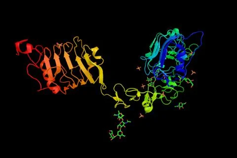 Insulin-like growth factor 1 receptor, a protein found on the surface of hu.. Stock Illustration