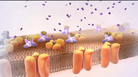 Insulin is a produced hormone. Stock-Illustration