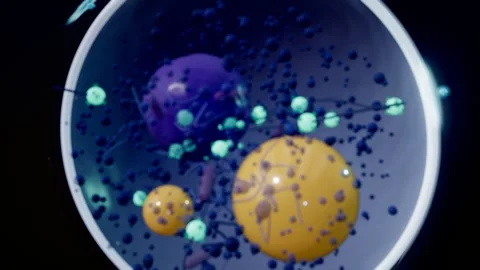 Insulin triggering glut4 vesicles moving to fat cell surface cutaway loop Stock Footage 344633555
