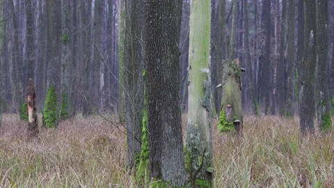 Intact forest landscape, 8K Stock Footage 166946643