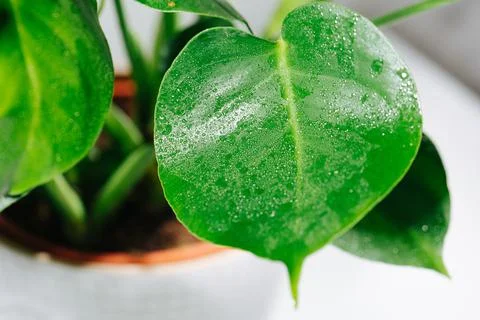 Intact small bottom monstera leaf, covered with tiny water droplets on surfac Stock Photos