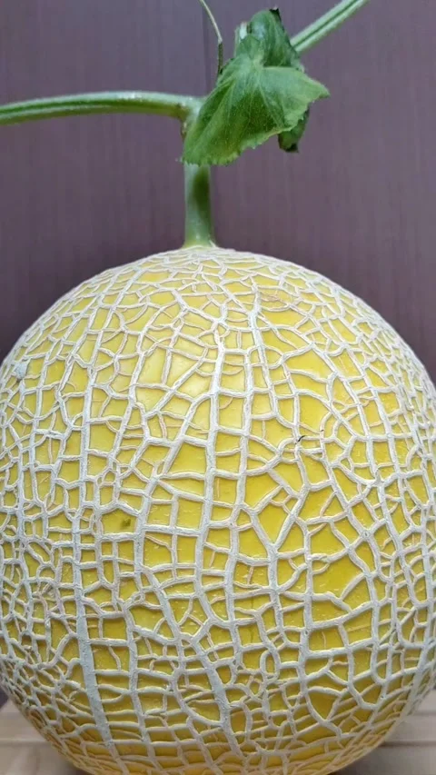 Intanon melon Video stock 327699742