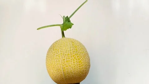 Intanon Melon Video stock 327699750