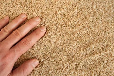 Integral uncooked brown rice with left hand Stock Photos