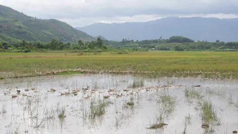 Integrated rice-duck farming system. Ducks swim in flooded paddy field. Natural Video stock 323786322