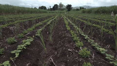 Integrating sugarcane rows with peanut and ghevda companions establishes a dynam Vídeos de archivo 341272220
