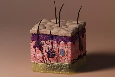 Integumentary System Illustrazione stock