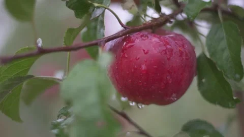 Intelligent apple picking, tractor picking Stock Footage 243098304