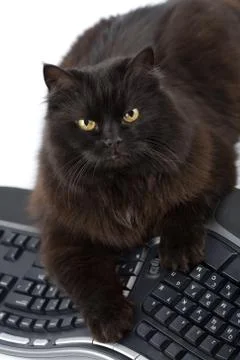 Intelligent black cat and computer isolated Stock Photos
