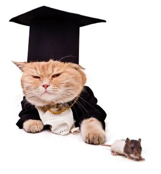 Intelligent cat with a mouse . Stock Photos