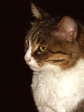 Intelligent cat Stock Photos