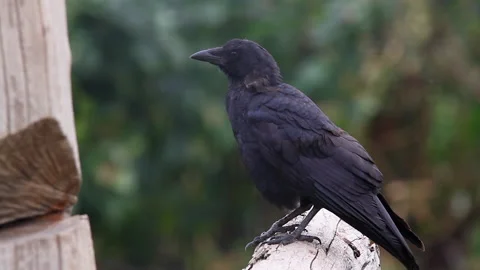 Intelligent crow surveys forest scene from perch on dry tree stump Stock Footage 218098787