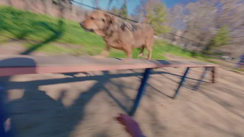 An intelligent dog performs several exercises on the dog playground on command. Stock Footage 334130267