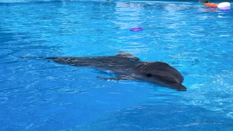 Intelligent dolphin Stock Footage 311804448