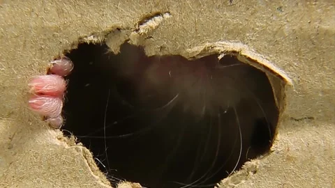 Intelligent hamster makes daring escape Adorable hamster outsmarts cardboard box Stock Footage 279345597