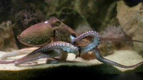 Intelligent octopus moving tentacles in aquarium Stock-Footage 327306490