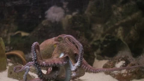 Intelligent octopus moving tentacles on sandy seabed Stock-Footage 327704181