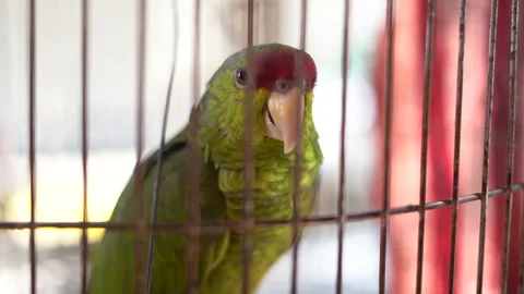 Intelligent parrot looking through the bars of its cage and wanting to fly Stock Footage 149204699