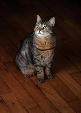 Intelligent pet. Stock Photos