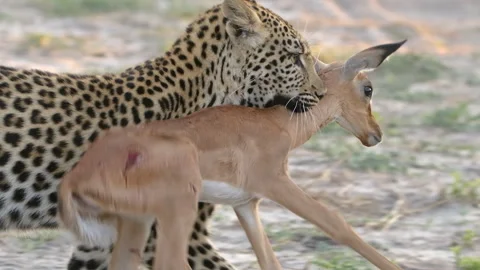 Intense Action Shot as Leopard Drags Alive Impala Lamb, Struggling to Escape Video stock 304445702