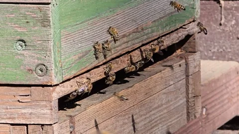 Intense Activity of Honey Bees at Hive Entrance on Sunny Day Stock Footage 342029678