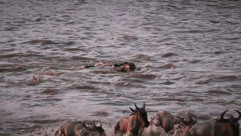 An intense and violent scene, during the Great Migration in Serengeti National Stock Footage 331214659