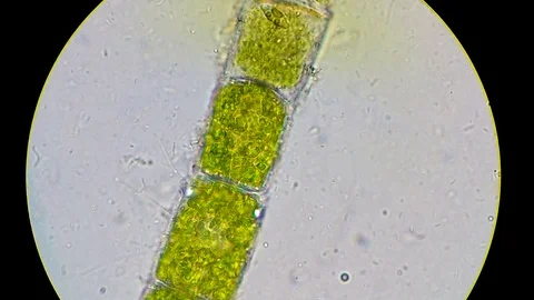 Intense bacterial activity surrounding green algae filament Stock-Footage 122108217