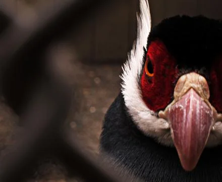 Intense Bird Eye Foto stock