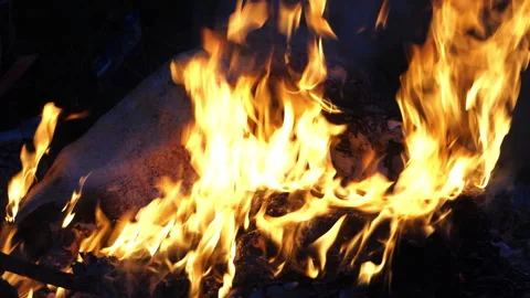 The intense Blaze, set against the dark Night of the Forest Area Stock Footage 323381592