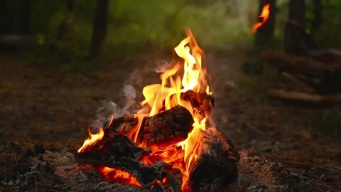 Intense Campfire Burning with Warm Flames in Forest Loop Stock Footage 343821485