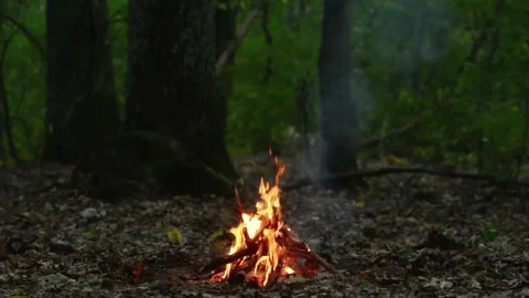 Intense Campfire Burning with Warm Flames in Forest Wilderness Loop Stock-Footage 344031041