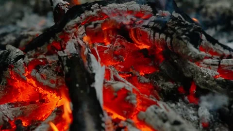Intense Campfire Flames Burning in Woods Loop Video stock 343343653