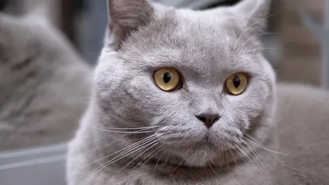 Intense Cat Close-up Stock Footage 306778015