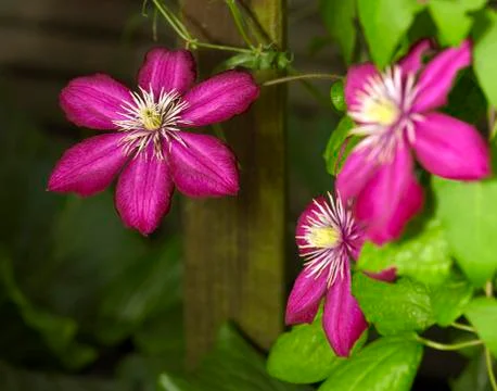 Intense clematis flowers Stock Photos