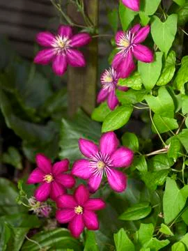 Intense clematis flowers Stock Photos