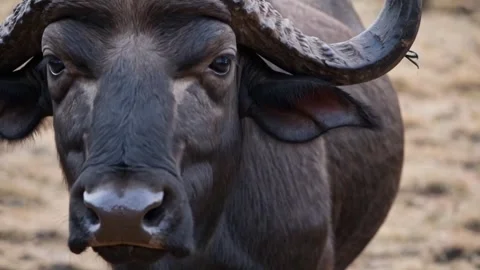 Intense Close-Up of African Buffalo Looking Into Camera Stock Footage 313841522