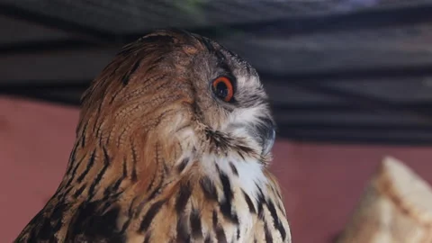 Intense Close-up of Eurasian Eagle-Owl Bubo bubo Eye and Face Stock Footage 319447950