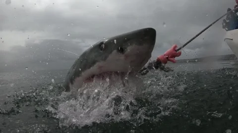Intense Close Up Of Great White Sharks Powerful Bite Video stock 276503594
