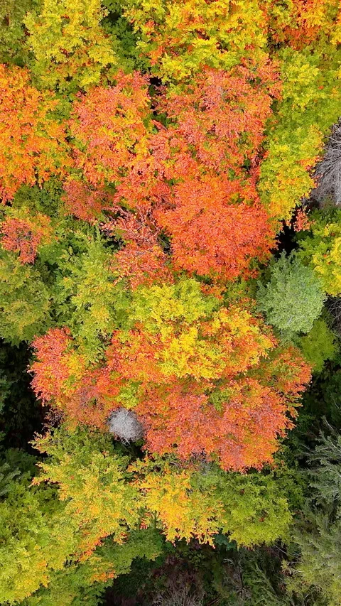 Intense contrast of vibrant red and yellow autumn leaves against the deep green Stock Footage 319946111