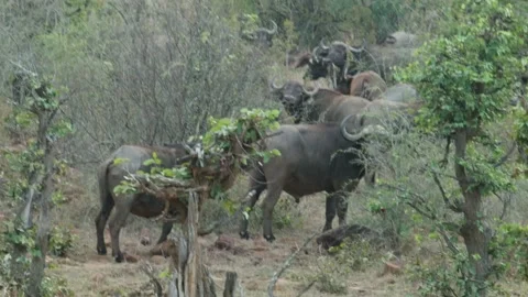 Intense Effort of Buffalo Herd Climbing Uphill Vídeos de archivo 236920666