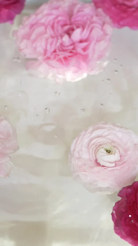 Intense falling water over ranunculus flowers creating dynamic spa beauty Stock Footage 335042704