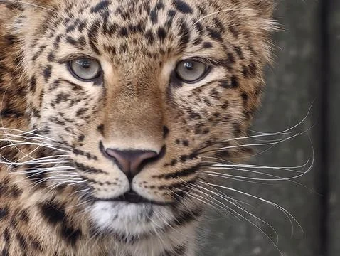 Intense feline look emphasizes raw presence through symmetrical face and dr.. 스톡 사진