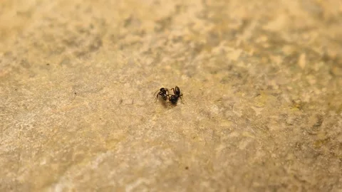 Intense Fight Between Two Tetramorium Ants Ends with Escape. Behavior Close-up Stock Footage 312601676